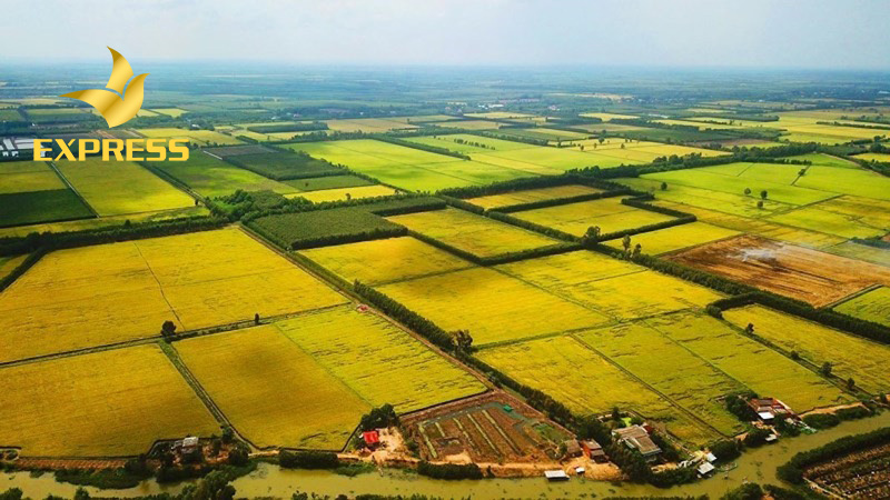 Bạn đã biết gì về đất ruộng ở Phong Điền Cần Thơ