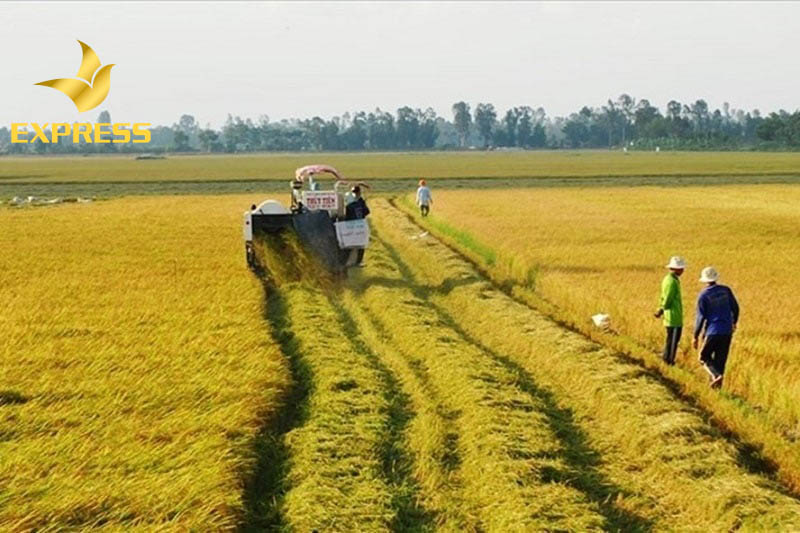 Các khu đất ruộng giá ổn định sẽ mang lại khả năng sinh lời rất cao