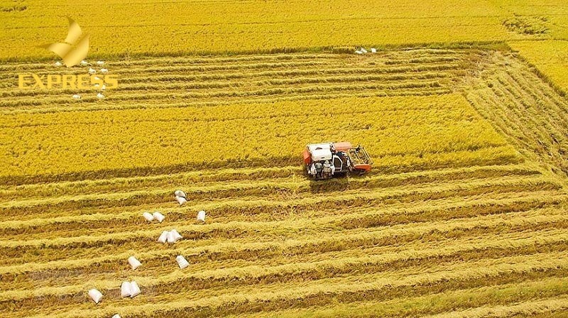 Đất nông nghiệp Ô Môn và tiềm năng phát triển lớn