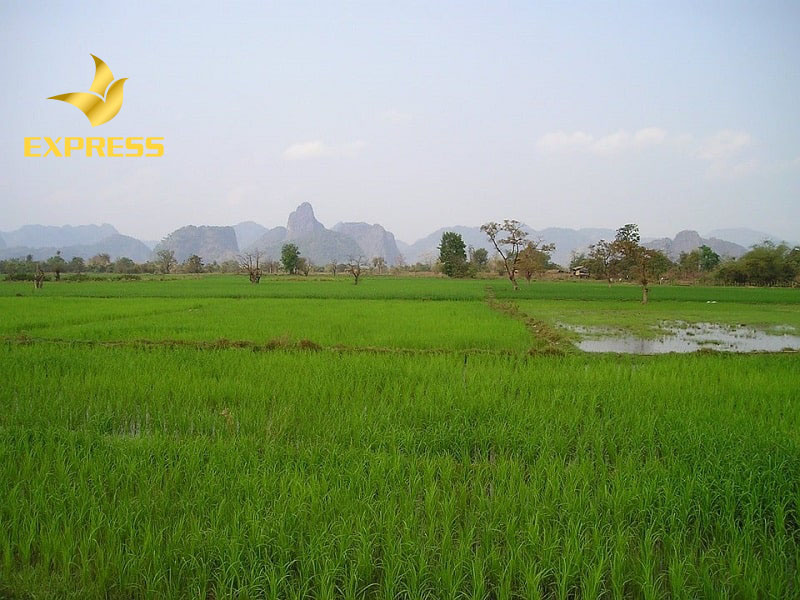 Đất ruộng Bến Tre