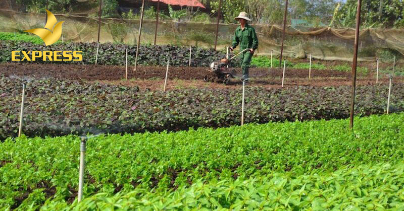 Đất ruộng có chuyển đổi mục đích sử dụng sang đất trồng cây khác được hay không