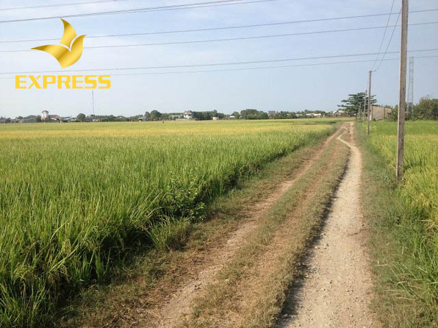 Đất ruộng Nhơn Trạch