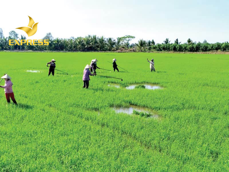 Đất ruộng Phú Tân An Giang hầu hết là đất phù sa màu mỡ