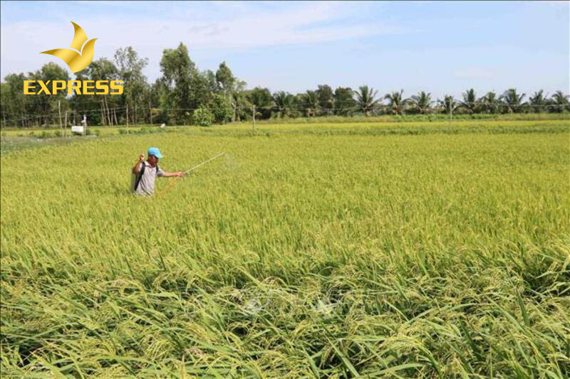 Đất ruộng trồng cây được cho phép chuyển đổi nếu đáp ứng đầy đủ các điều kiện theo quy định