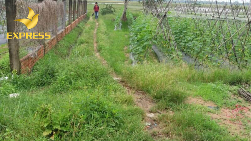 Điều kiện mua đất ruộng Nha Trang