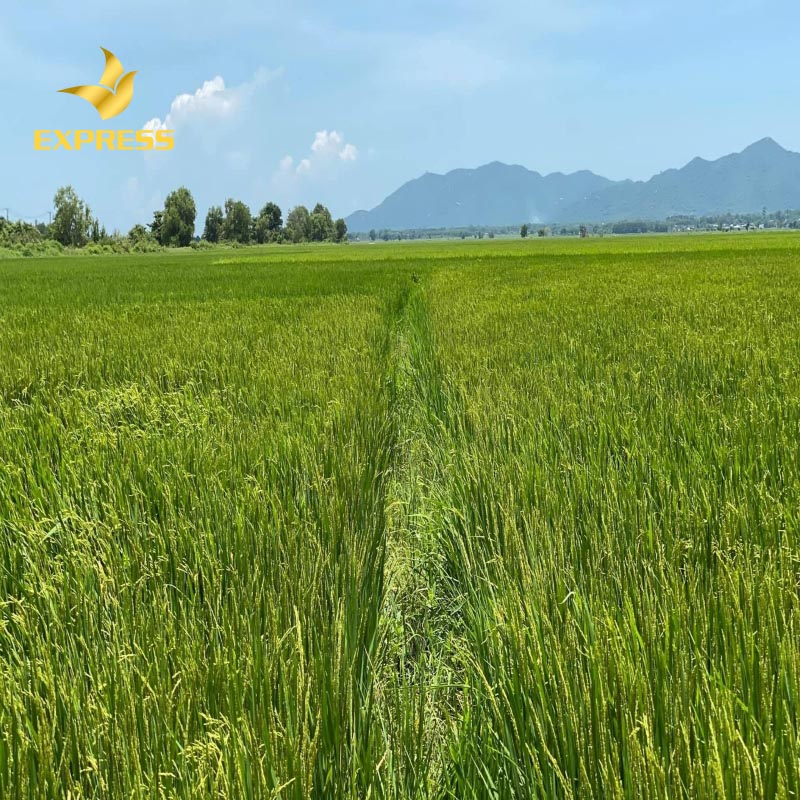 Hợp đồng khi mua bán và đầu tư đất cần phải được công chứng rõ ràng bởi những cơ quan có thẩm quyền, nếu không hợp đồng sẽ bị coi là không hợp lệ