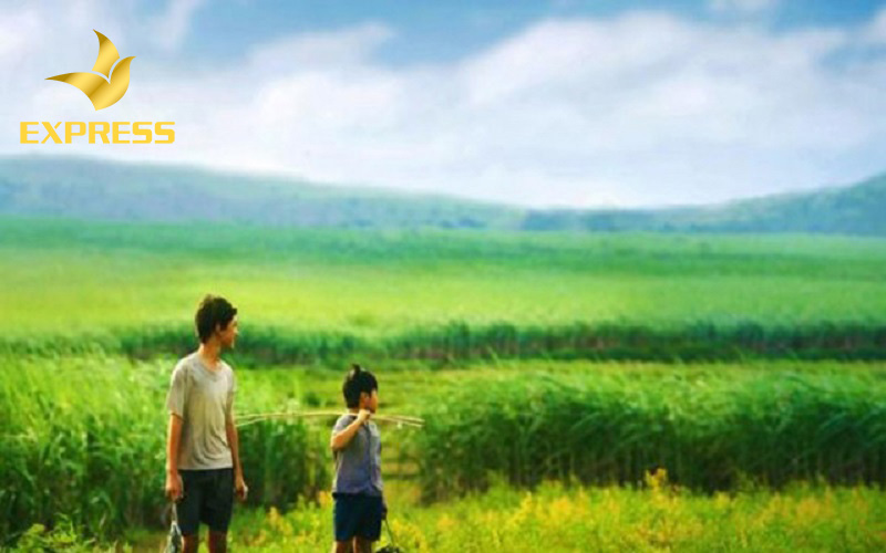 Kinh nghiệm khi mua đất ruộng tại Phú Yên