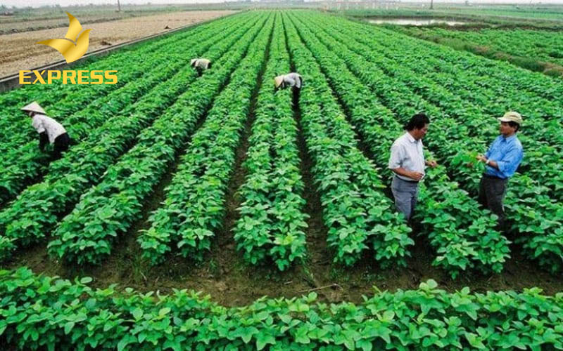 Lưu ý khi mua đất ruộng Nha Trang