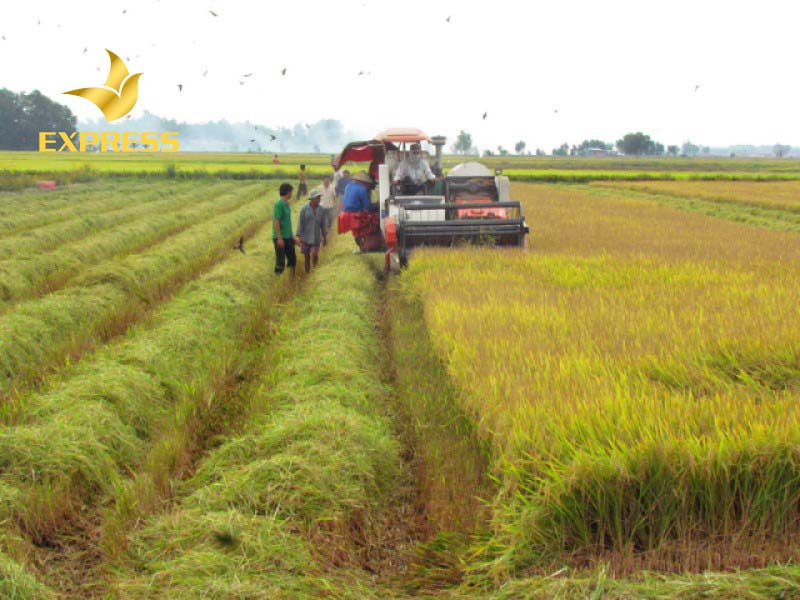 Mọi người nên lưu ý chọn lô đất ruộng Trà Vinh ở vị trí đẹp, đáp ứng nhiều mục đích dùng.