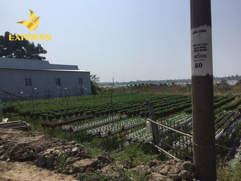 Mua đất ruộng Kế Sách để chuyển thành đất thổ cư