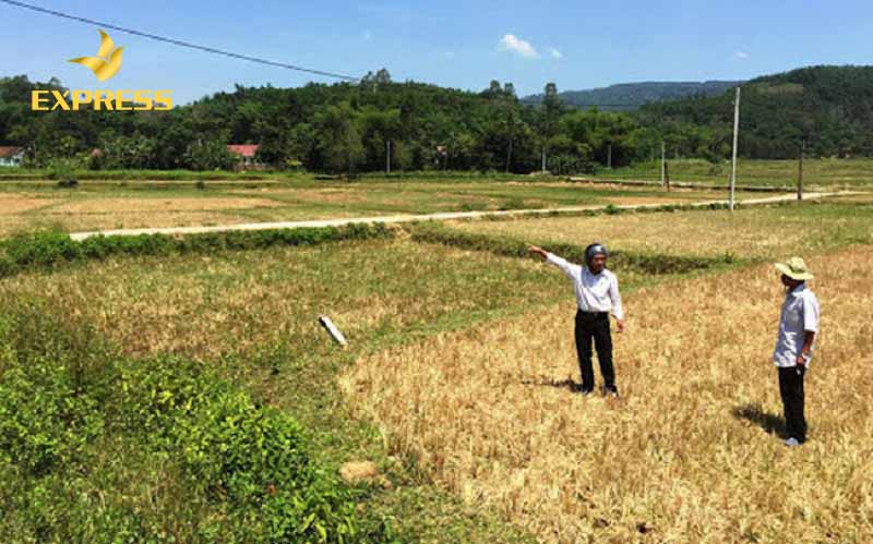 Mua đất ruộng Kiên Giang- trào lưu bất động sản