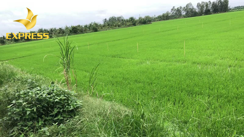 Mua đất ruộng Phú Tân An Giang cần lưu ý gì?