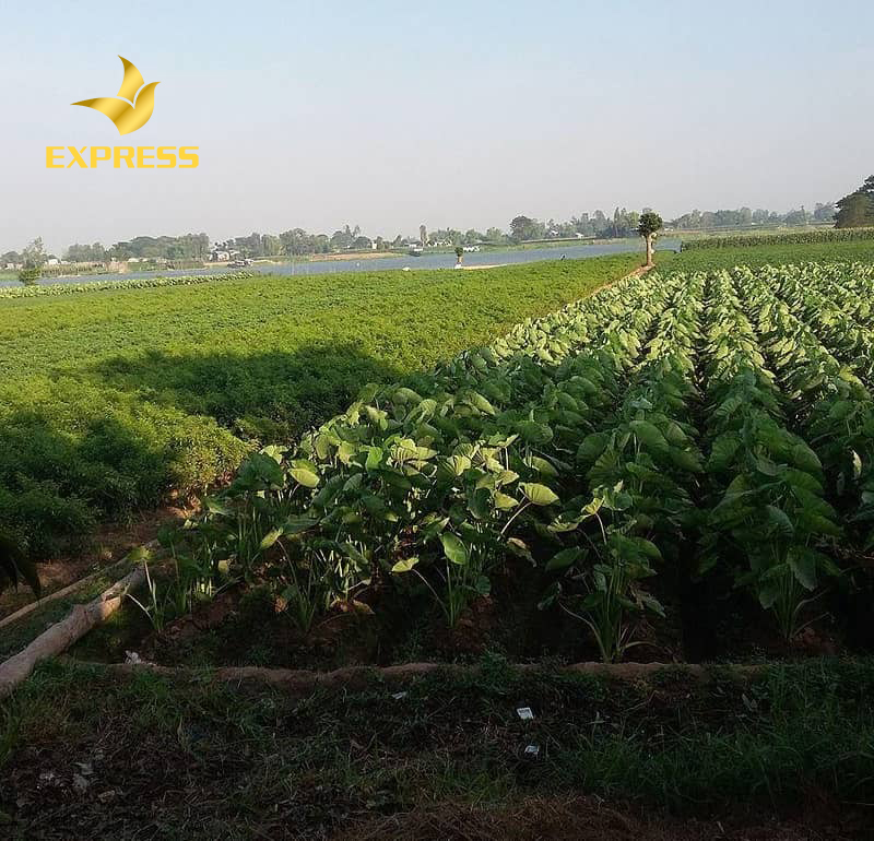 Nhu cầu về đất ruộng tại các tỉnh thành của Đồng bằng sông Cửu Long luôn cao