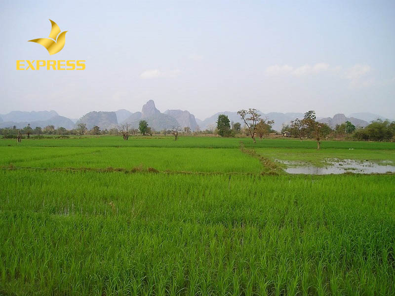 Thủ tục cấp sổ đỏ cho đất ruộng