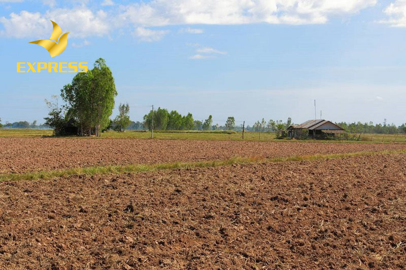 Tiềm năng sinh lời từ đất ruộng