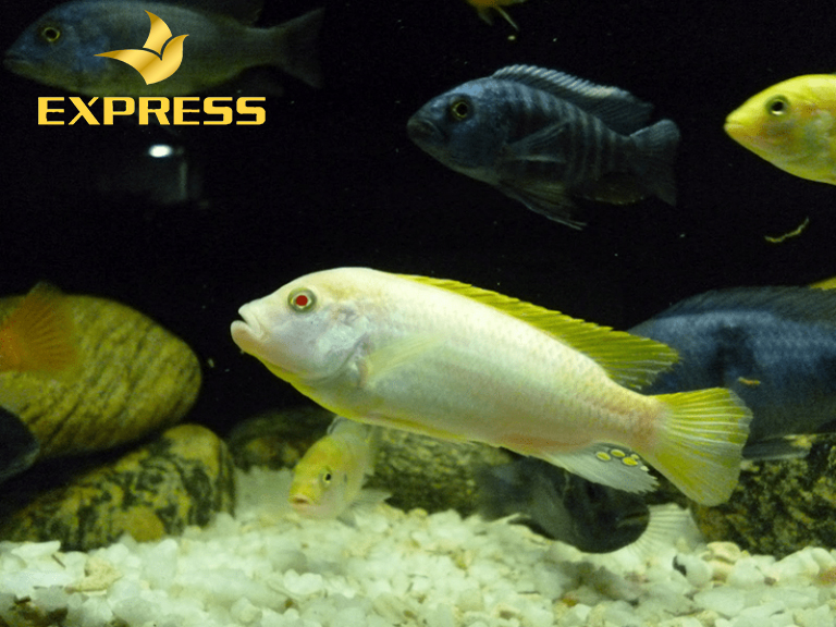 Cá Ali có màu sắc đẹp mắt 