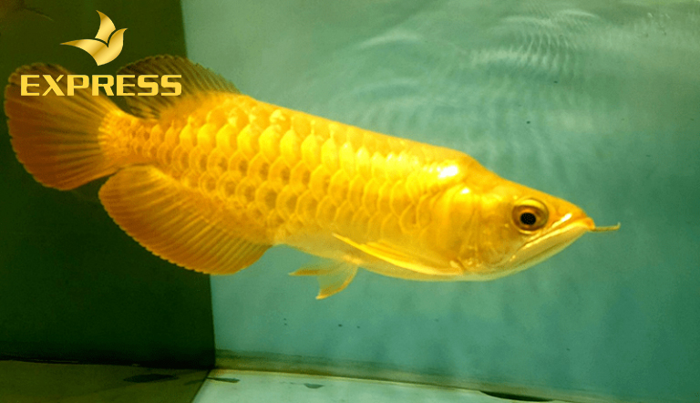 Cá rồng giúp mệnh kim thu hút tài lộc