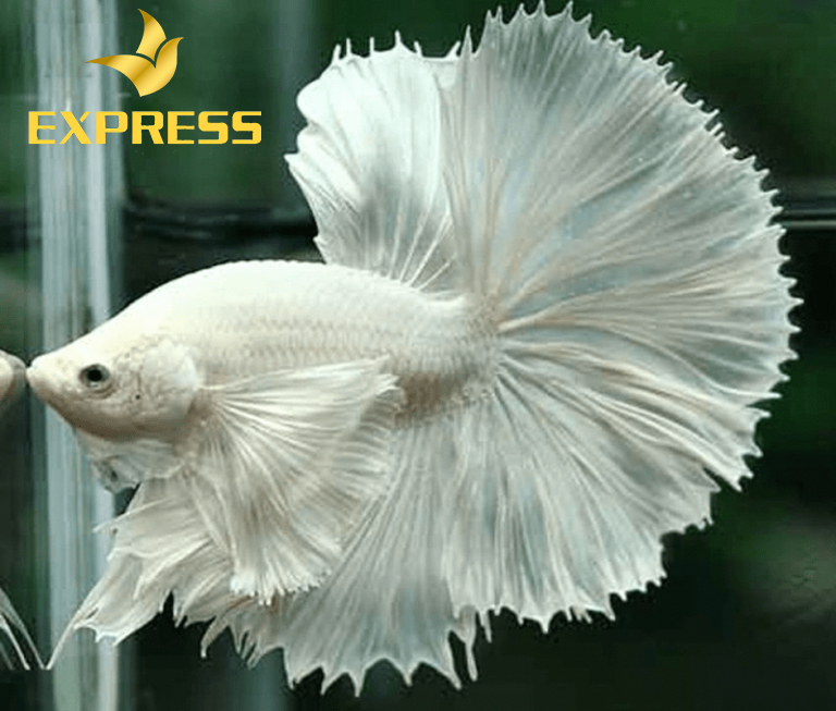 Mệnh kim nên nuôi cá cảnh để thu hút tài lộc 