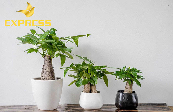 Cách chọn cây cảnh cho người mệnh kim 