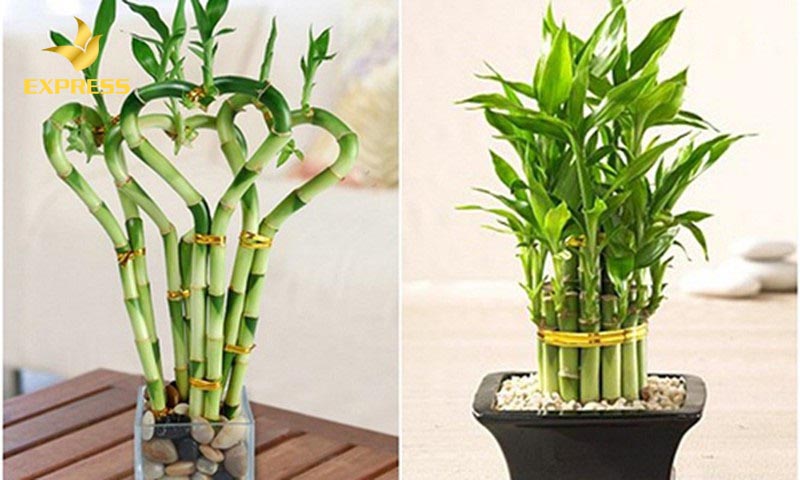 Cây Phất Dụ cũng là sự lựa chọn không tồi