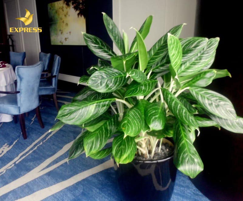 Chọn cây bạch mã hoàng tử cũng rất may mắn