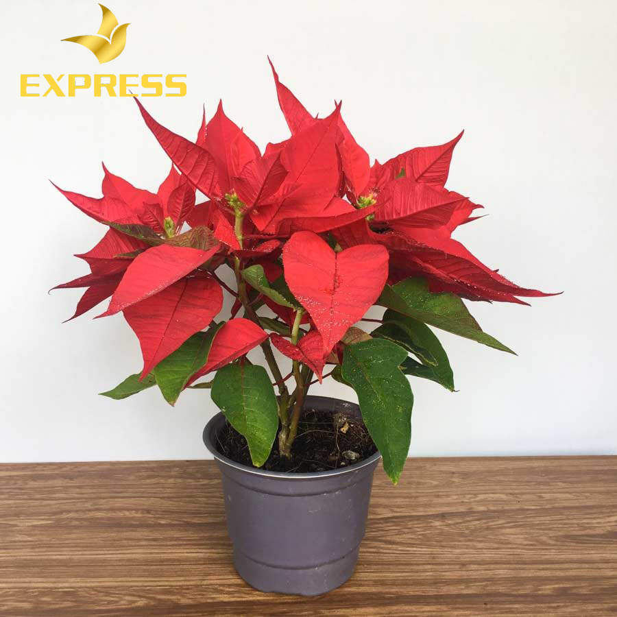 Chọn cây xảnh trang trí cho không gian làm việc mệnh kiếm phong kim 