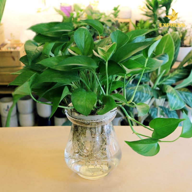 Chọn cây vạn niên thanh cho phòng khách