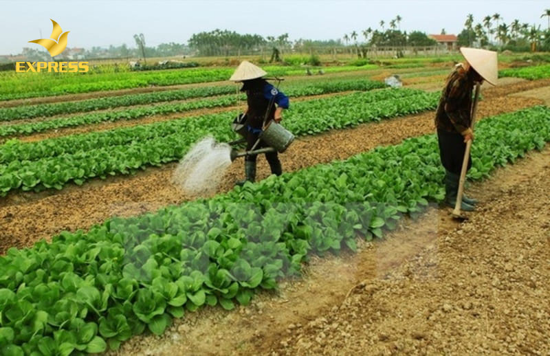 Đất 5% hay còn gọi là đất công ích là quỹ đất nông nghiệp để phục vụ cho các nhu cầu công ích của địa phương