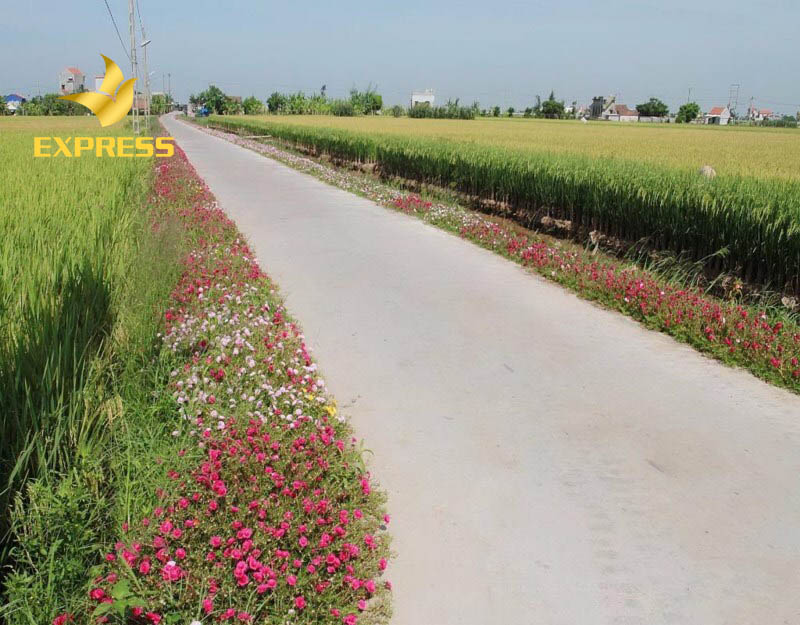 Đất ruộng Tây Ninh giá rẻ có đáng để đầu tư không?