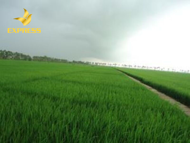 Đất ruộng Tiền Giang tiềm năng phát triển bất động sản tương lai