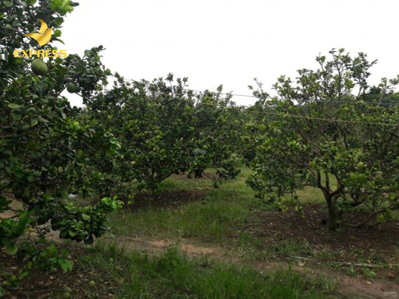 Đất trồng cây lâu năm là đất được sử dụng để chuyên trồng các loại cây ăn quả lâu năm, cây công nghiệp