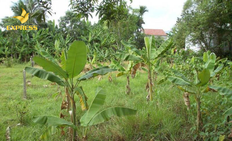 Đất vườn chỉ được sử dụng để trồng cây hàng năm, cây lâu năm, không được sử dụng với mục đích khác