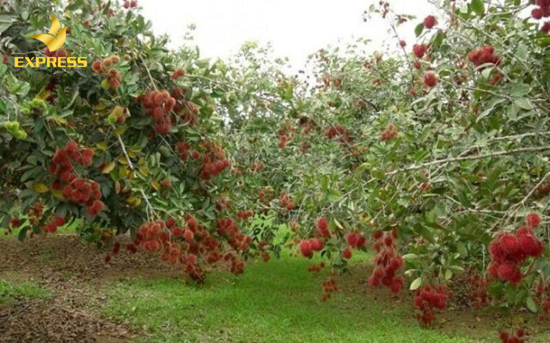 Đất vườn ký hiệu là gì có quy định trong luật đất đai không?