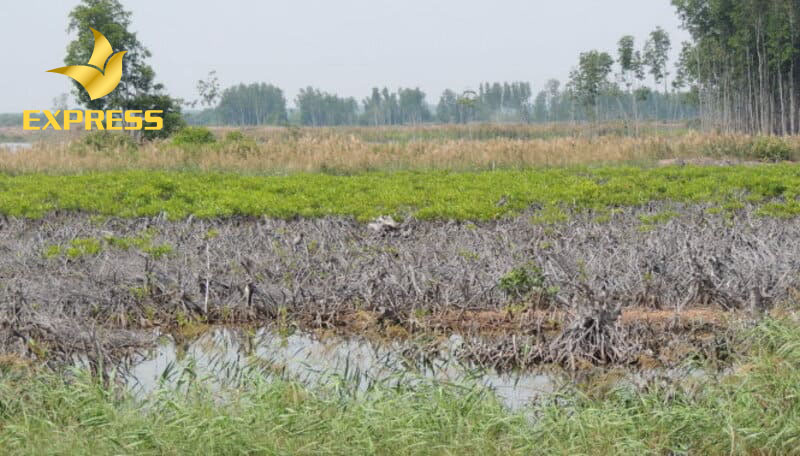 Đầu tư vào bất động sản đất ruộng hứa hẹn mang đến lợi nhuận cao