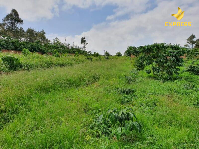 Đơn vị đo diện tích đất vườn được người dân sử dụng phổ biến ở khu vực Nam Bộ là công