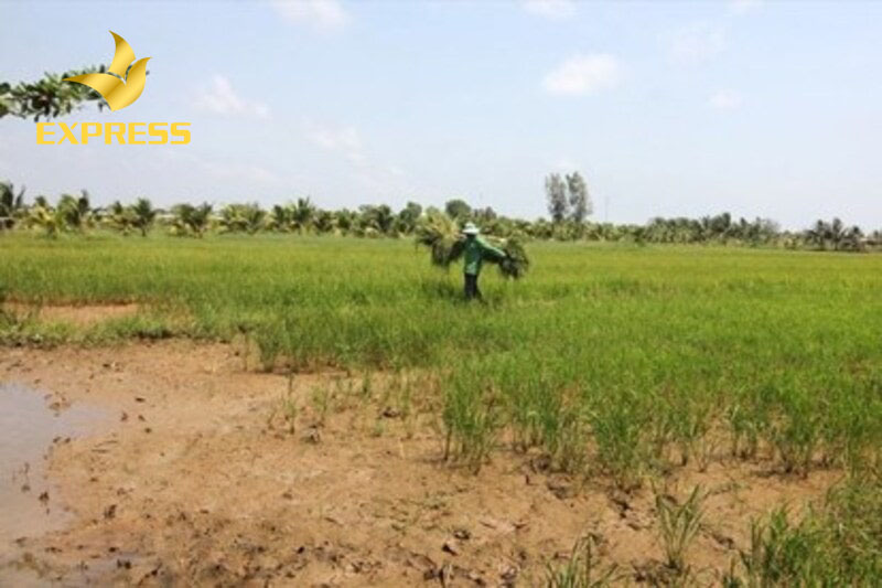 Huyện có nguồn lao động dồi dào với khả năng tiếp thu và ứng dụng kỹ thuật trong sản xuất