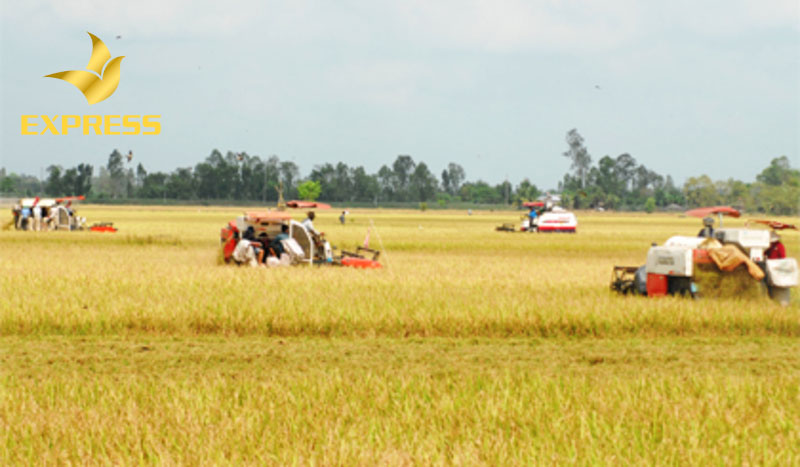 Kinh nghiệm khi mua đất ruộng là gì? Điều gì quyết định để bạn chọn mua đất ruộng Tiền Giang