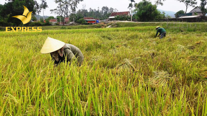 Là tỉnh có nền kinh tế phát triển đặc biệt là nông nghiệp với diện tích đất ruộng chiếm khá lớn