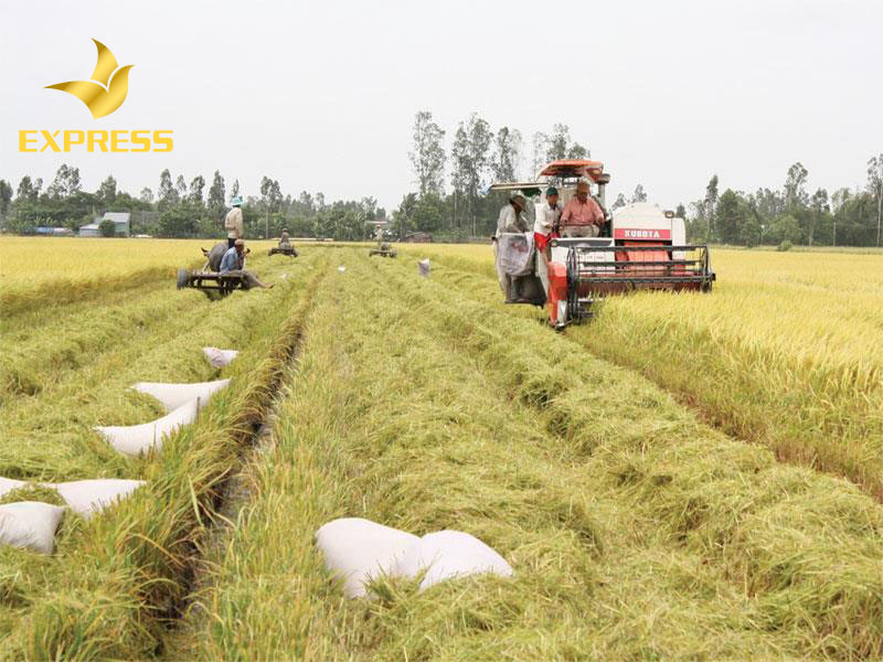 Lợi ích lớn khi đầu tư vào đất ruộng Thạnh Phú Bến Tre.