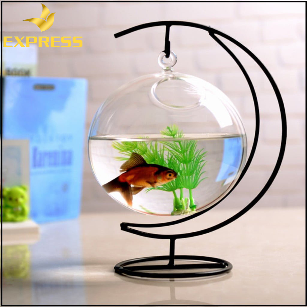 Nên trang trí bể cá cho người kiếm phong kim 