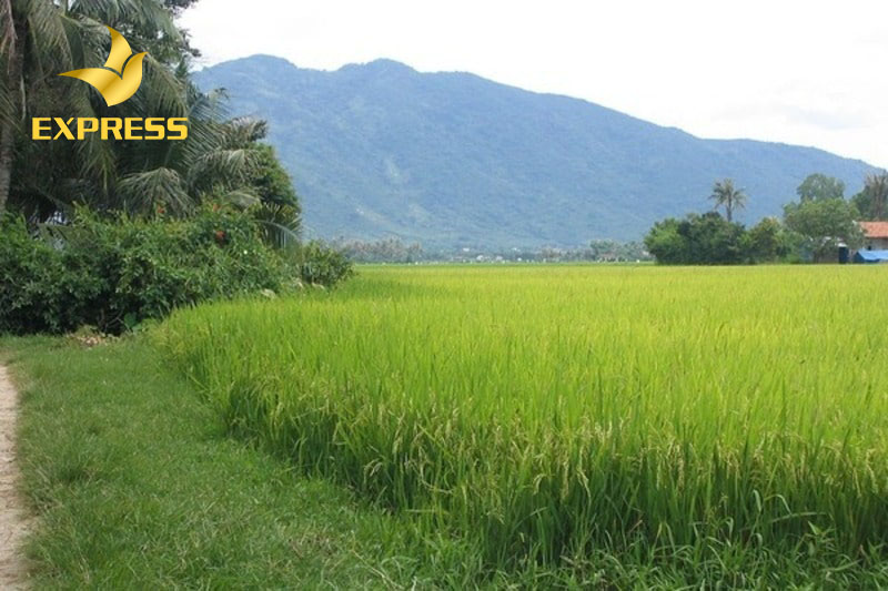 Ngành nông nghiệp ở huyện phát triển mạnh phục vụ tốt nhu cầu của người dân ở đây