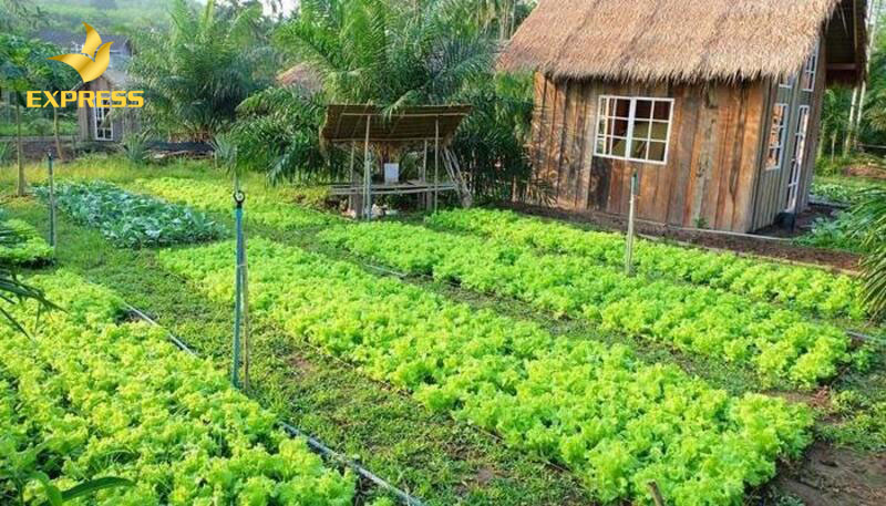 Người sử dụng có được phép xây dựng nhà ở trên đất vườn không?