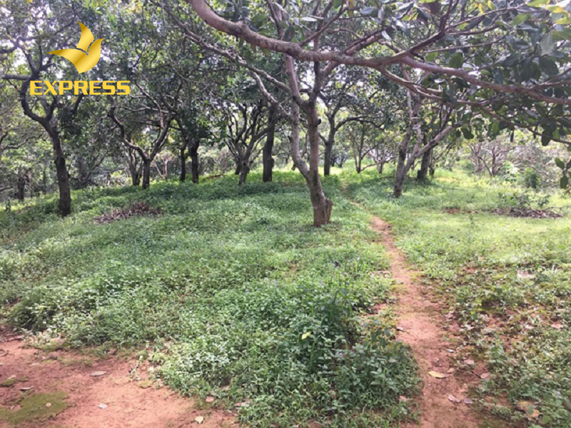 Nỡ mua đất thường rồi có nên lên đất thổ cư không?