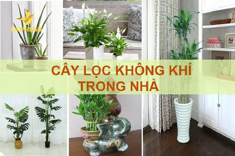 Các loại cây lọc không khí trong nhà