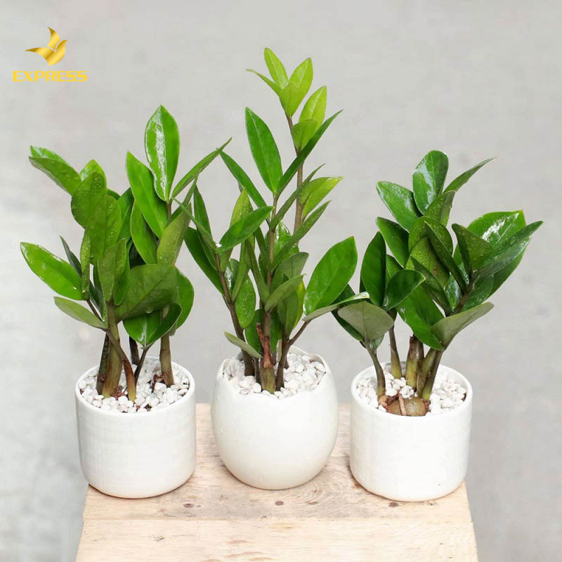 Cách chọn mua cây cho công trình như thế nào?