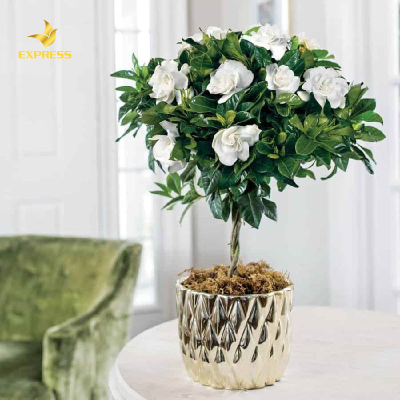 Cây có hoa trang trí trong nhà