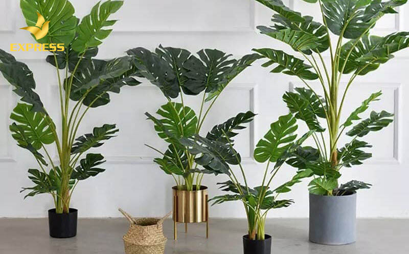 Cây trồng trong nhà mang lại sức khỏe