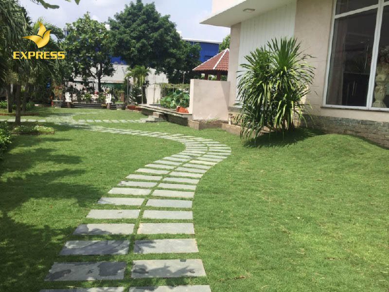 Cỏ nhung nhật với tính thẩm mỹ cao