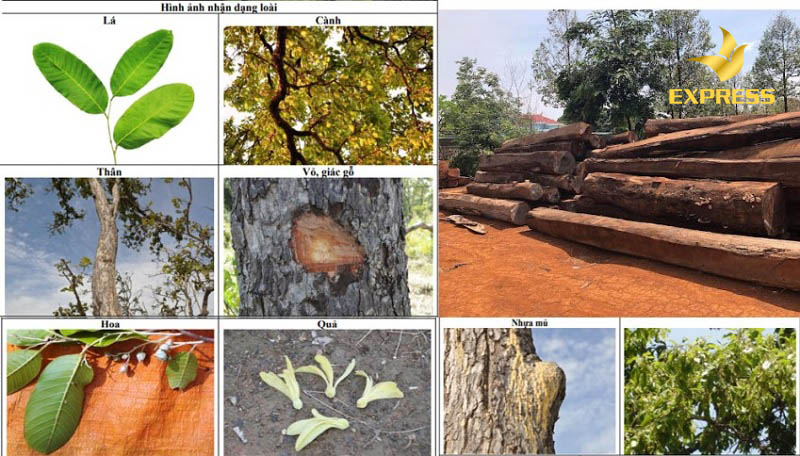 Đặc điểm sinh học cây cà chít