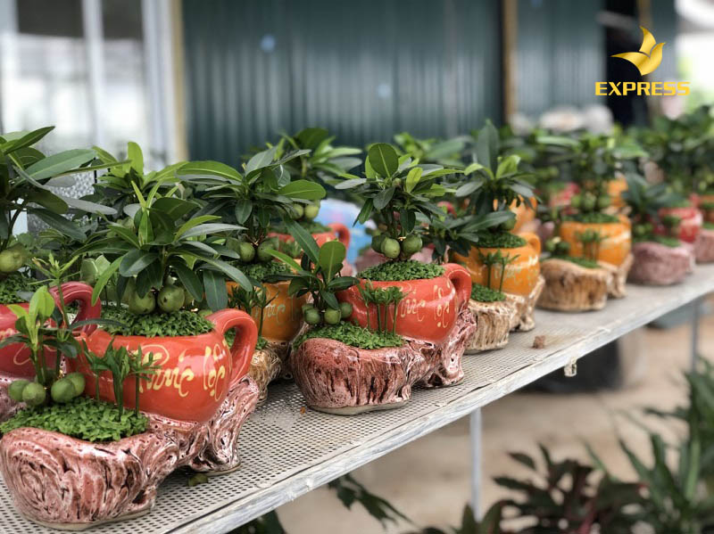 Đặt cây tài lộc ở vị trí nào trong nhà thì tốt?